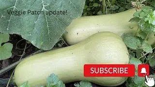 Veggie Patch & General Update