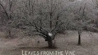 Leaves from the Vine - Harp Cover