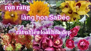 Nôn Nao “ Làng Hoa SaĐéc Xuân 2026 - Hoa Kiểng Bán Rất Nhiều Loại Hoa Đẹp