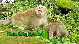 Today Asus got bad feel try bite monkey Scarlet for reduce his stress/ Asus angry with monkey Joy