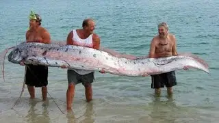 #amazing #fish #subscribe #plz  #world #fishing viral video post skills and anamels table cannal 