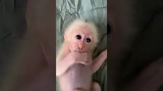 #babymonkey #monkey Duke #smart monkey #funny monkey #cute monkey