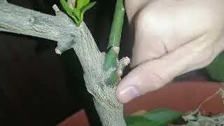 Отглеждане на цитруси сезон 2