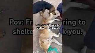 You gave them protection and hope. #ukdogs #dogfood #viralshorts #adoptstrays #puppy #doglove #help