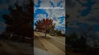 Maple Tree - Lost in the beauty of this place