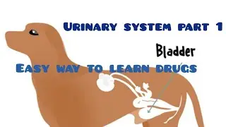 Veterinary Pharmacy VLDA lecture 13 I Drugs effecting Urinary system| #pharmacology #veterinary