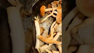 Black Poplar Mushrooms #mushroomfarming #mushroomgrowing #fungi #mushroomcultivation #farming