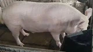 Pigri farm 🐷