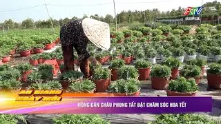 Nông dân Châu Phong tất bật chăm sóc hoa Tết | Truyền hình An Giang 2