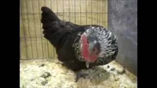 Schottische Kr&uuml;per, Scots Dumpy, National Poultry Show Telford