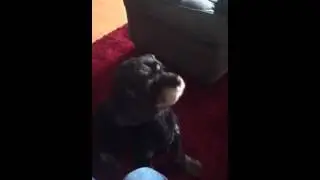 Dog head bobbing