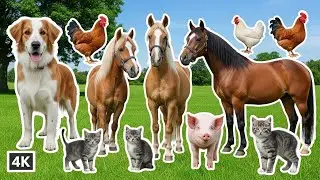 Cute Animal Moments: Pig, Cow, Goat, Sheep, Duck, Chicken, Dog, Cat