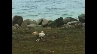 Malm&ouml;, Baltiska havet. Fellini.