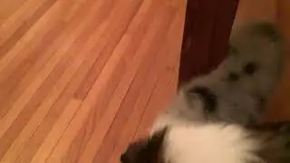 Blueberry vs Piper