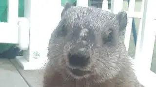 Caramel Enjoying A Whole Carrot On The Porch 🥕🐾 #groundhog #baby #cute #adorable #carrot 