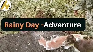 Angata & Coco's Rainy Jungle Tour | Funny Cat & Dog Adventure