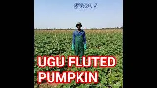 Episode 7:This simple leaf feeds millions and still makes farmers money&mdash;Ugwu#farming #smartfarming
