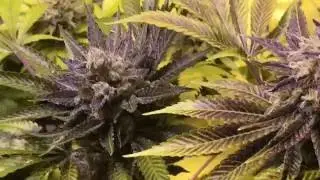 Indoor Cannabis Grow Update. End of Week 8