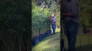 Creating a Landscaping Bed for an Areca Privacy Install