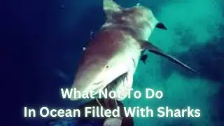 Bull Shark Senses Diver in the Ocean Using Vibrations