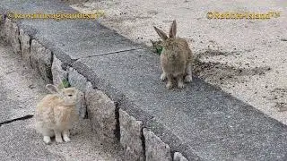 Rabbit Island in Japan.・・・１２３１　Standing Pose 