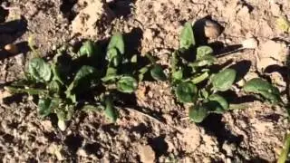 Winter Giant Heirloom Spinach