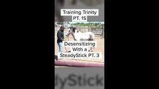 Desensitizing with a SteadyStick PT. 3