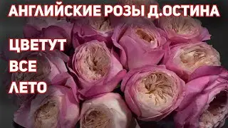 Розы Д.Остина - Здоровые сорта с высокой энергией роста, с хорошей зимовкой!