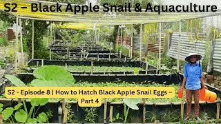 S2 - Episode 8 | How to Hatch Black Apple Snail Eggs &ndash; Part 4