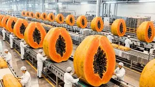 Inside The Giant Papaya Factory: How It's Made | Satisfying Fruit Processing