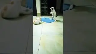 Kittens is killing the cockroach #shorts
