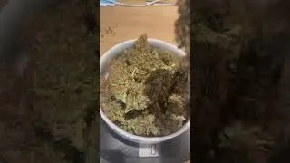 Kings Juice Auto Cannabonsai