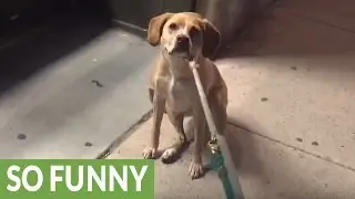 Dog upset pet store is closed, refuses to leave