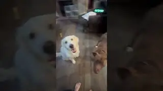 🇪🇸 Dog only responds to Spanish #shorts