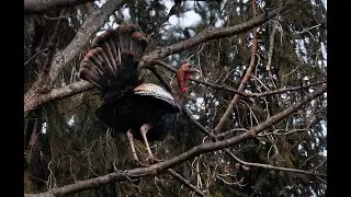 Wild Turkey Birds roosting in the trees at night: A look at wild turkey behavior