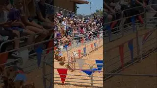 Swifty Swine Pig Race at San Diego County Fair!