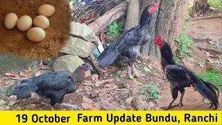 Bundu Ranchi High Flyer Murga Farming || Ranchi Black Skin Murga Farm || Aseel Chicks Ranchi