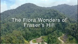 Flora Wonders of Fraser's Hill