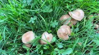 Marasmius oreades, April 22, 2023