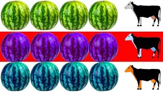Three cows eating watermelon funny animation video
