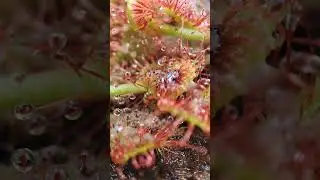 Drosera capillaris feeding timelapse