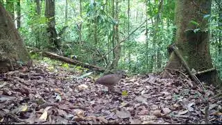 Grand Tinamou