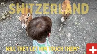 Discover the Magic of Tierpark Goldau : Family Adventure in Switzerland 🇨🇭