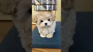 Crushing a dog
