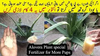 3 Secretes of Big Leaves and More Pups From Alovera Plant الوویراکے پودے اکتوبر میں یہ فرٹیلائزردیں