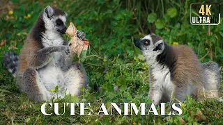 Cute Animals 4K | Cute Animal Videos ~ Relaxing Piano Music For Stress Relief, Meditation, Spa.