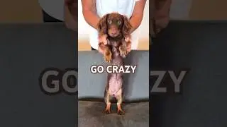 dancing dachshund #minidachshund #puppy #dance #dachshundpuppy #dachshund #cutedog #funnydog #dog