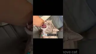 Cat steals $5,000 Chair
