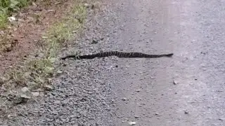 Insane herping in the mountains!