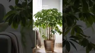 3 Indoor Trees for Your Living Room 🌳